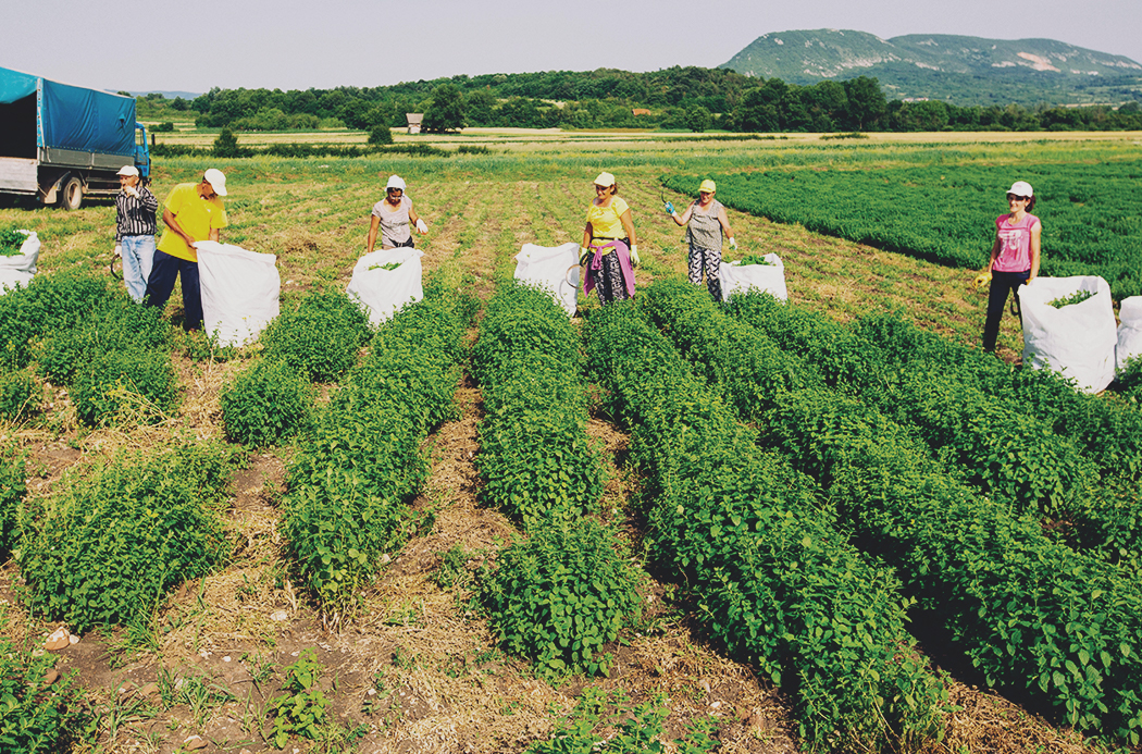 product-lavendar-fields alt