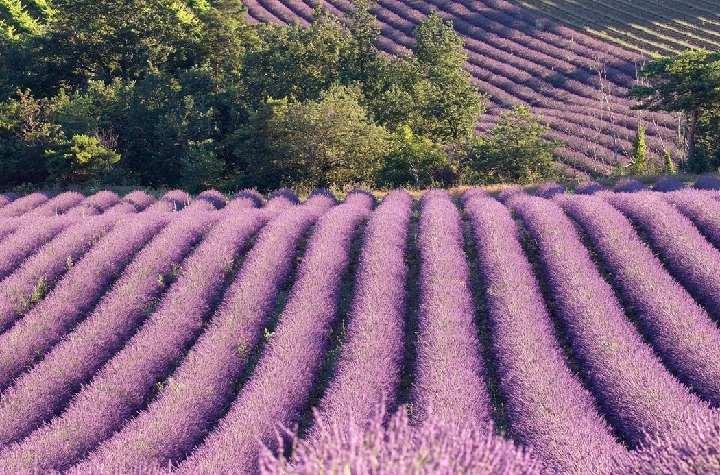 product-lavendar-fields alt