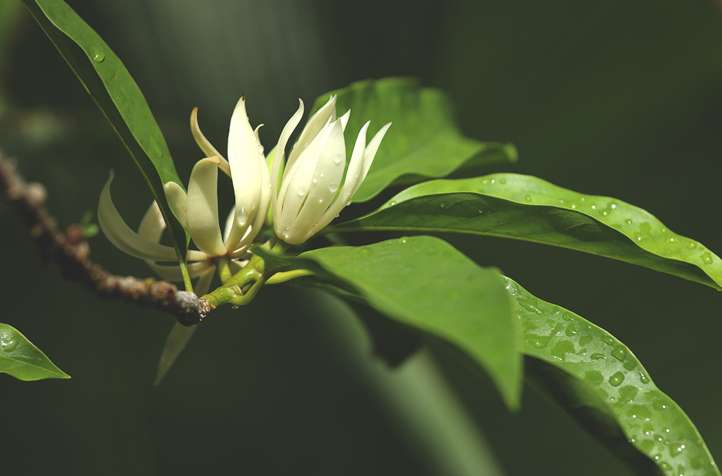 doTERRA Touch® Magnolia Uses and Benefits