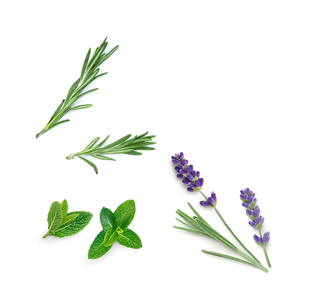 peppermint lavender cedarwood botanical image