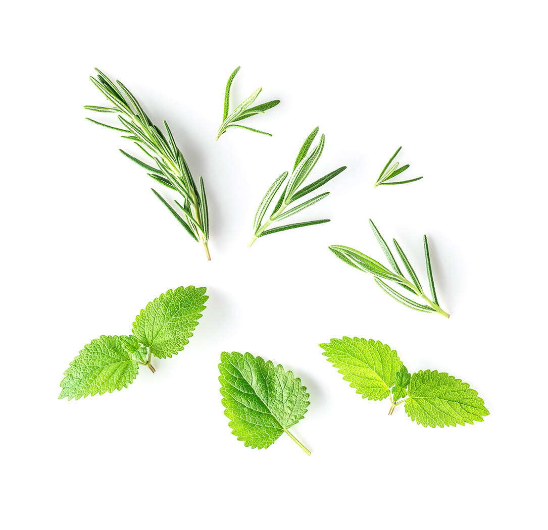 Peppermint and Rosemary botanical images